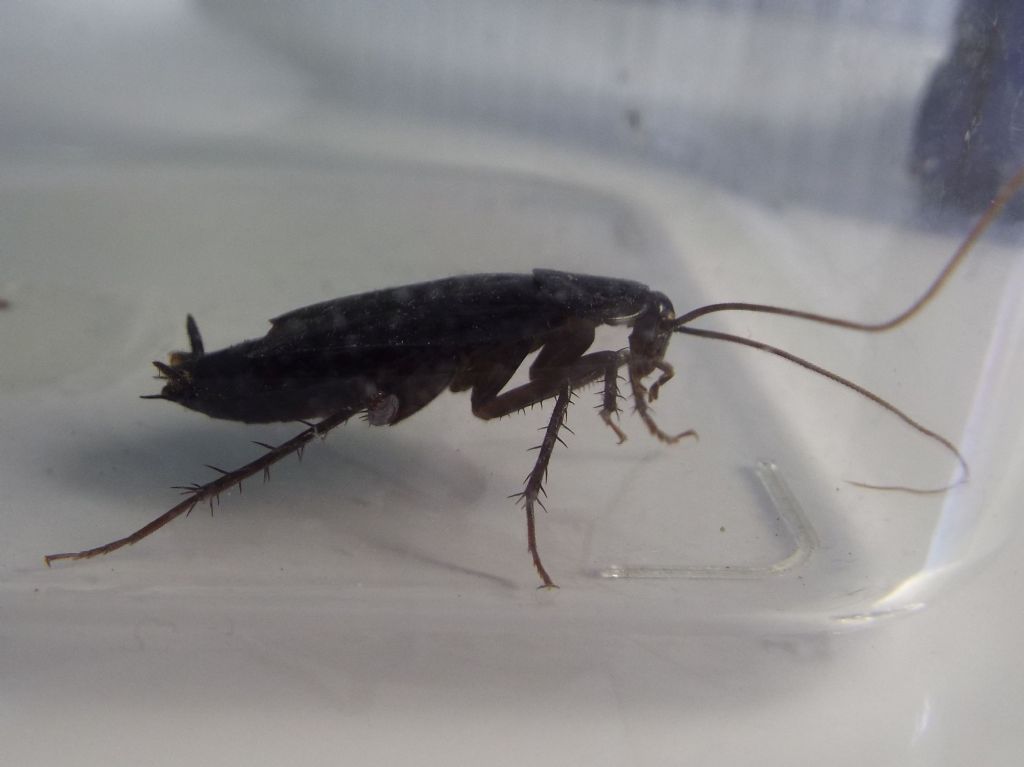 Blatta orientalis Linnaeus, 1758